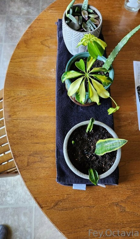 マッサージセラピストオンリーファンズ ポルノ ギャラリー