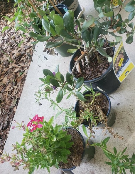 美しいフェラチオオンリーファンズ ホットxxx 画像