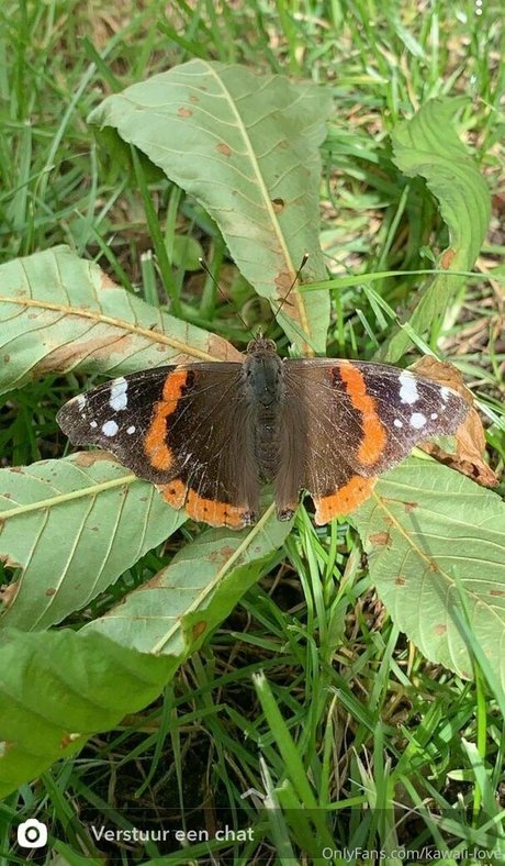 kawaii love ポルノスター エロティック 写真