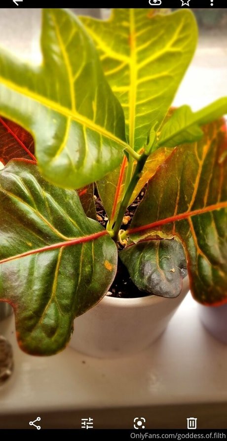 goddess of filth セックスモデル 画像