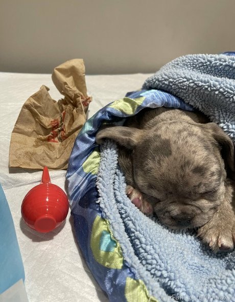 Jenelle Mathew アダルトスター ギャラリー