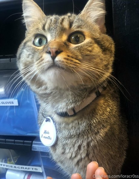 loracr0ss アダルトスター 写真