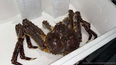 ブルネットのティーンオンリーファンズ ホットヌード 写真