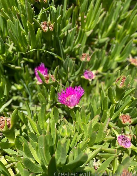 shadeofme アダルトスター 写真