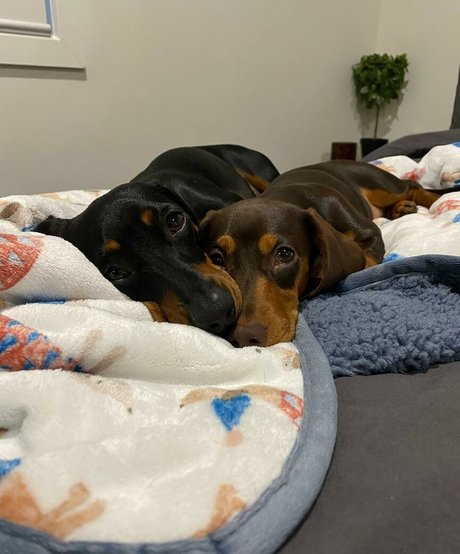 黒人BBW オンリーファンズ セクシーヌード アーカイブ