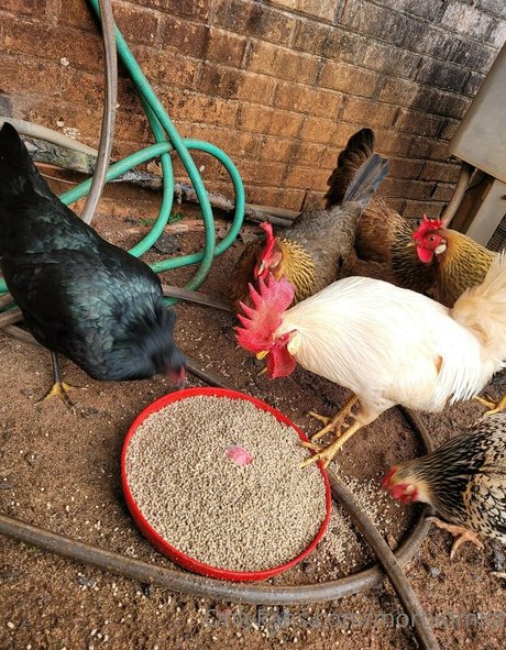 morbidmist erwachsene schöne galerien