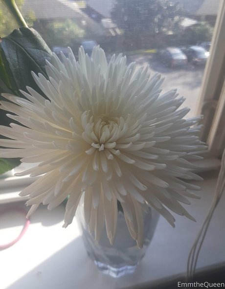 emmthequeen sexy kostenlose bild