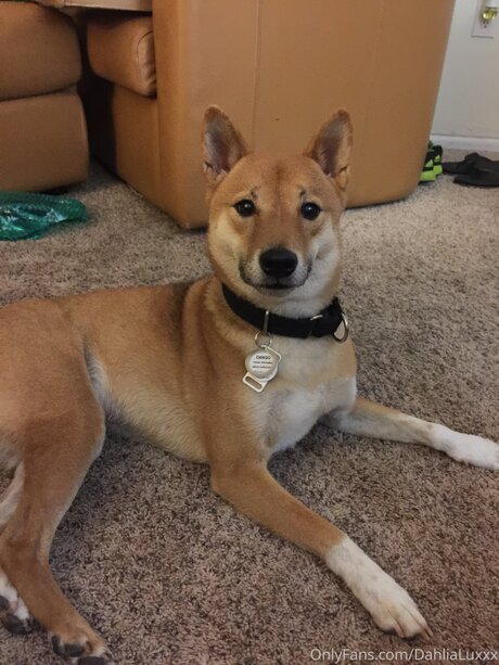 Dahlialuxxx heiße nackt archiv