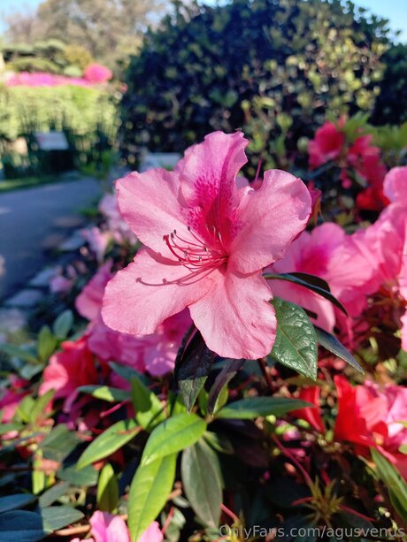 Agusvenus nacktheit erwachsene archiv