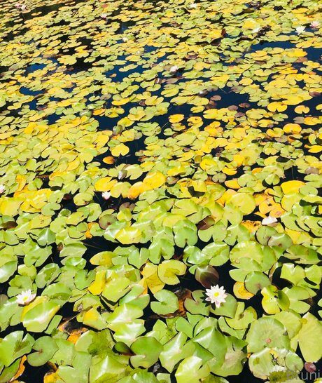 Brunabyers pornostar hübsche foto