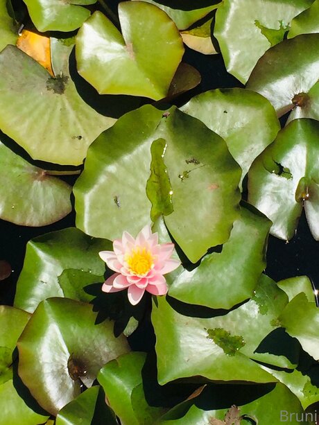 Brunabyers kostenlose nackten galerie