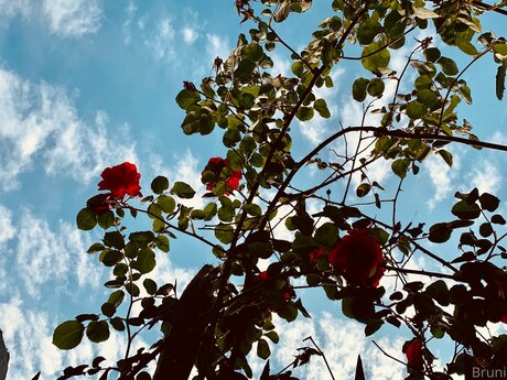 Brunabyers kunst porno bild