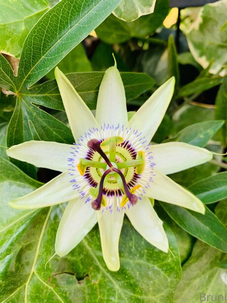 Brunabyers beste sex bilder