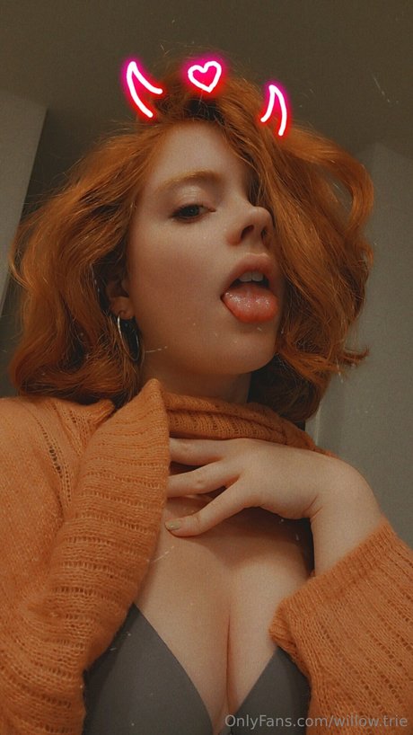 Willow Trie hd perfekte foto