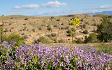 lucylarue erotische porno bild