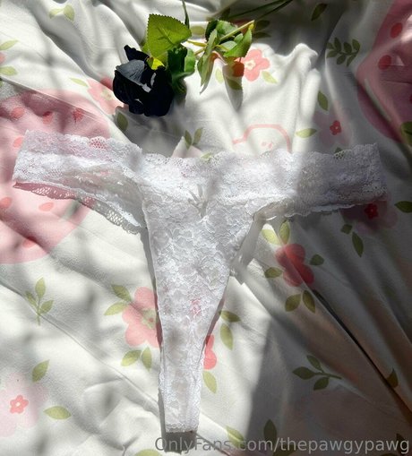 thepawgypawg beste kostenlose bild