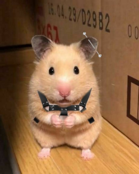 haariger busch nur fans sexy freie fotos