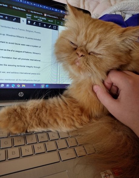 HoneyThorne xxx kunst foto