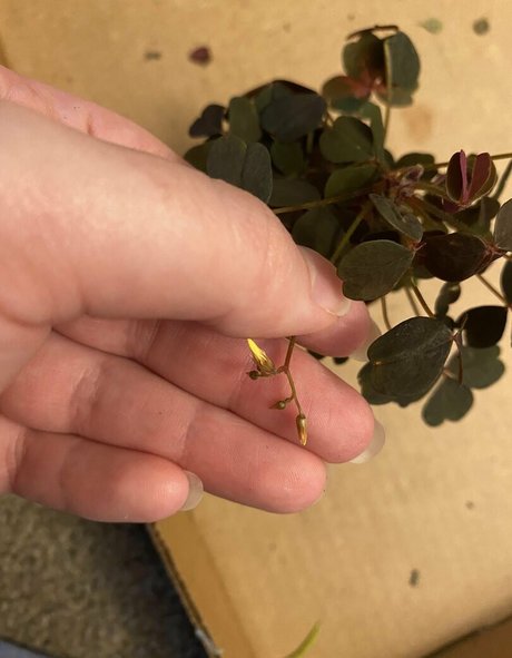 HoneyThorne hübsche kostenlose bild