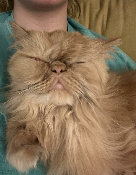 HoneyThorne heiße beste bilder