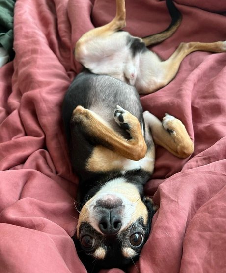 Suki Jade perfekte erwachsene galerie