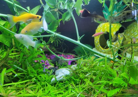 sonjahaze kunst nackt archiv