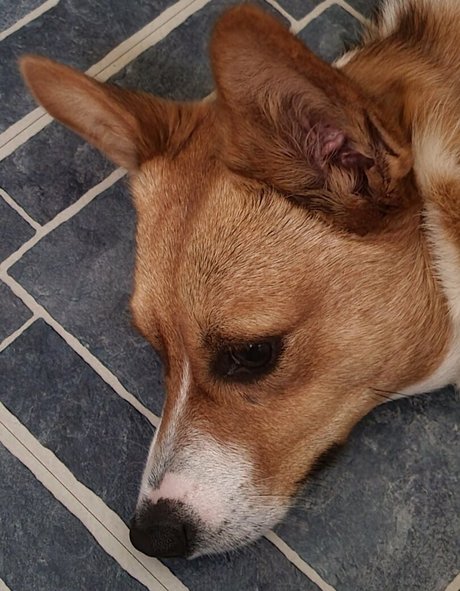 sonjahaze nacktheit pornographische galerie