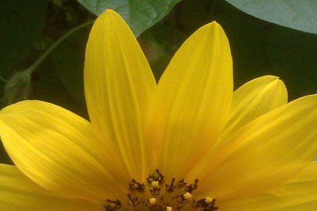 Mo Mouse82 hd freie foto