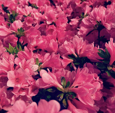 exhibitchinnyc exklusive akt foto