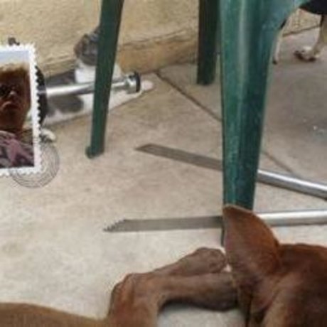 Dustin Menchue top nette bilder