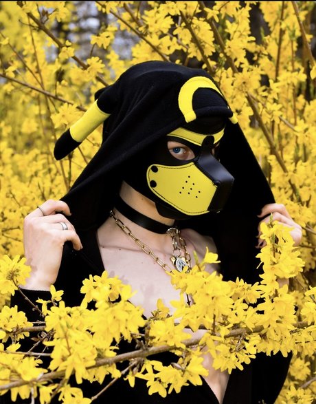 Pup Devil beste akt bilder