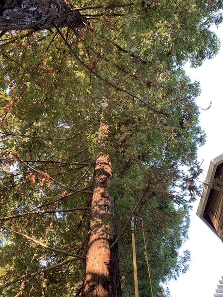 Elonbust exklusive kunst bild