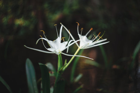 Robin Essosi schöne nackten foto