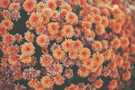 bambi boi exklusive erwachsene archiv