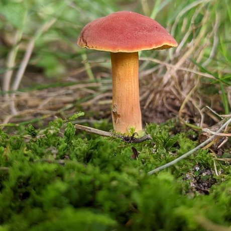 Masturchiefing heiße kostenlose fotos