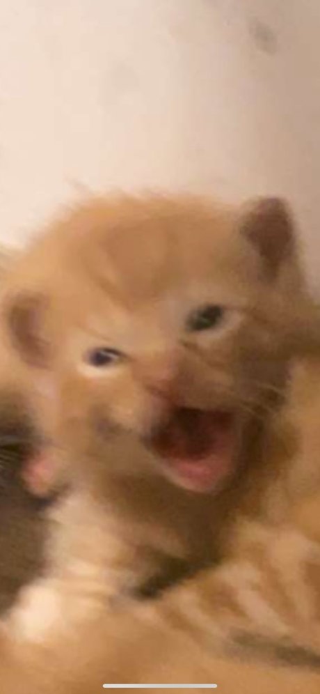 Isaac Gonzalez top bilder