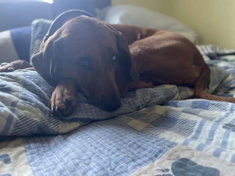 Hank Christy top erotische galerien