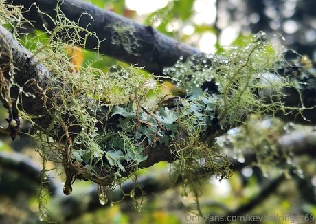 xevbellringer69 Profilbild