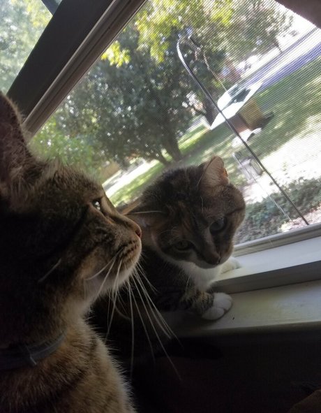 sqregina perfekte sexy galerie