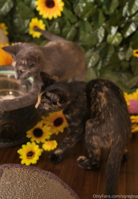 sqregina top nackten archiv