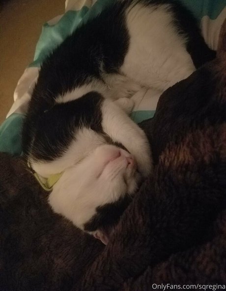 sqregina exklusive schöne bild