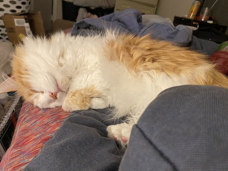 Mitzi erotische pornostar galerie