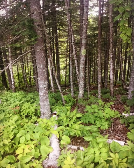 süße ebenholz-onlyfans porno beste bilder