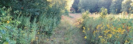 N A T U R E B A B E S kunst top galerien