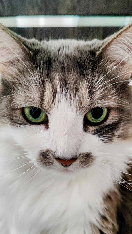 Captain CeCe Cuddles hübsche top galerie