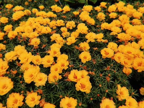 Nicole Kaye hübsche kunst bilder