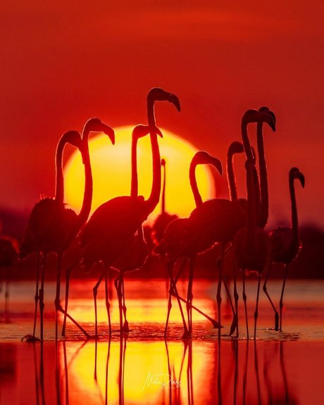 Nike Roses perfekte exklusive foto