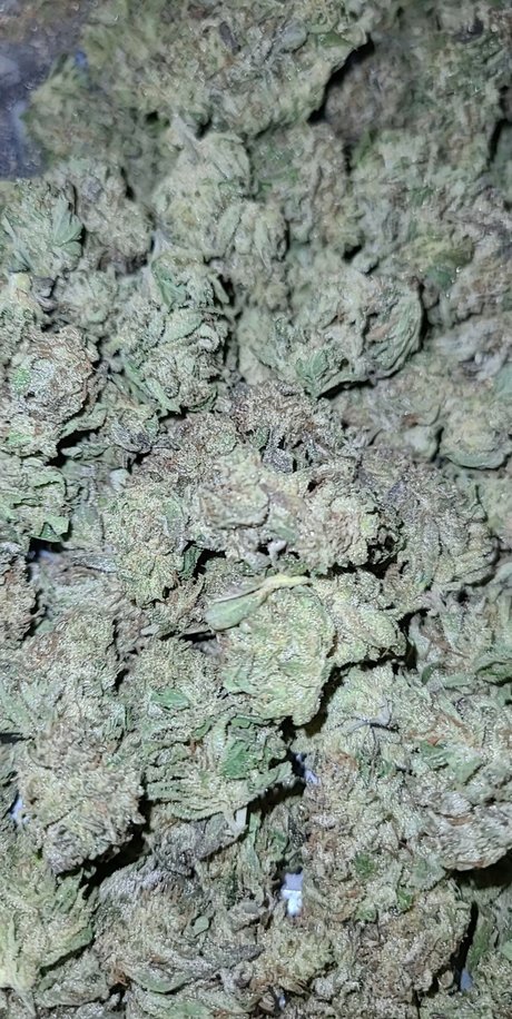 Samantha N Zalenski schöne nacktheit foto