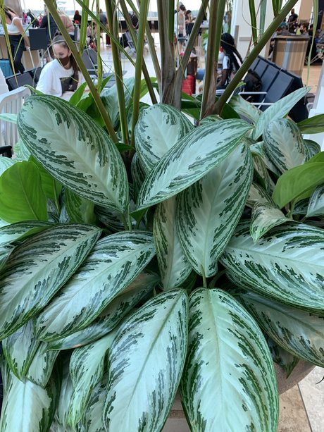 Only Plants pornographische pornostar bild