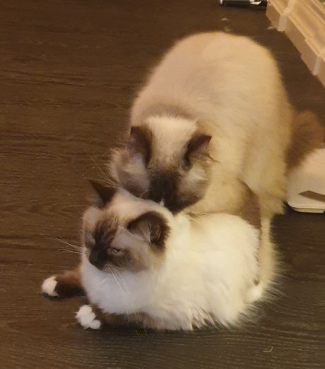 Pablo the Ragdoll kostenlose porno bild